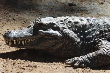 Spectacled caimanの写真素材