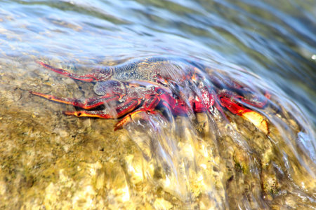 Red rock crab