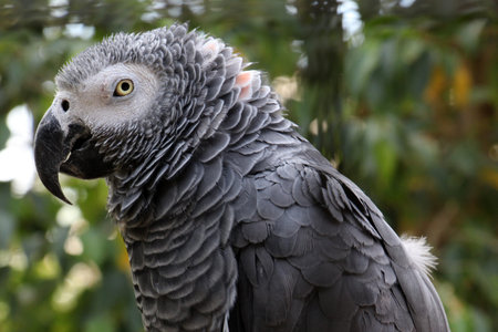African gray parrot