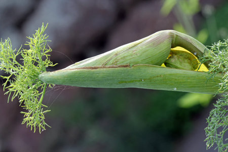 Ferula linkii