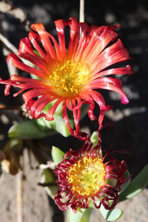 Mesembryanthemum croceumの写真素材