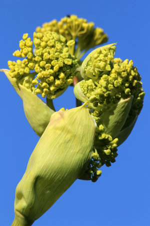Ferula linkii