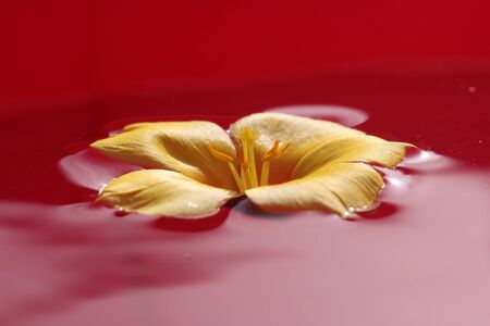 Turnera ulmifoliaの写真素材