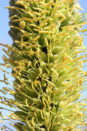 Queen Victoria Agaveの写真素材