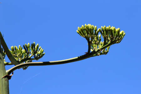 agave americanaの写真素材