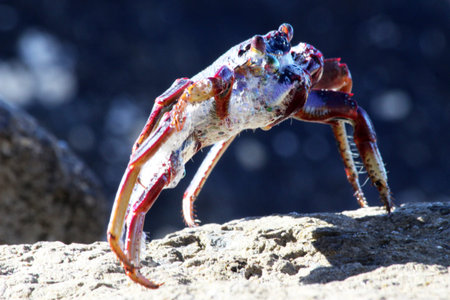 red rock crab