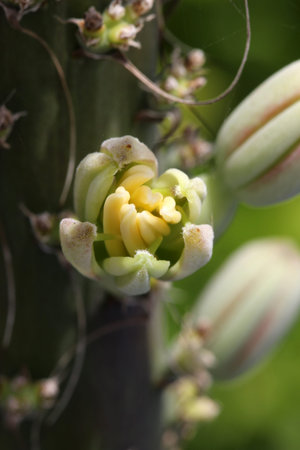 agave victoriae-reginae