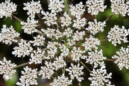 achillea millefolium