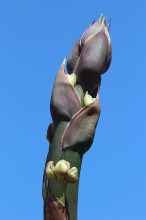 agave americanaの写真素材