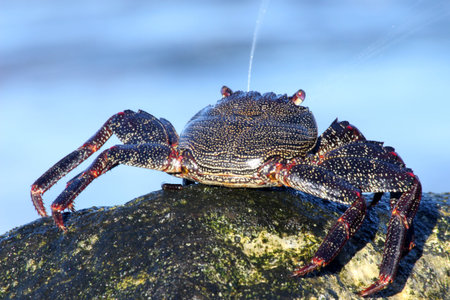 red rock crab