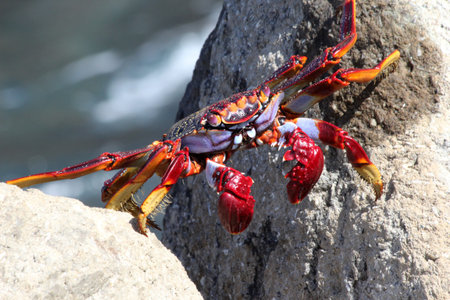 red rock crab