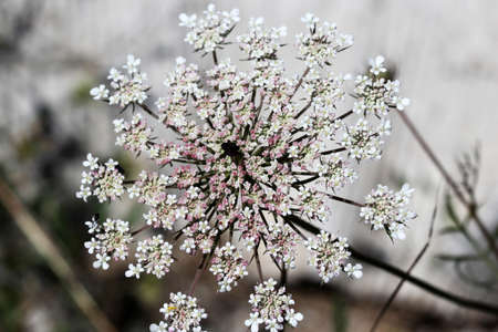 achillea millefoliumの写真素材