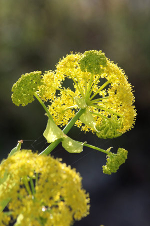 ferula linkii