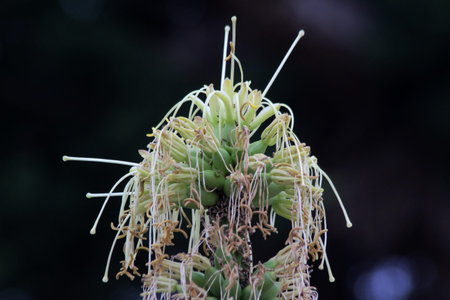 agave victoriae reginae