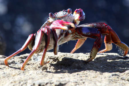 red rock crabの写真素材
