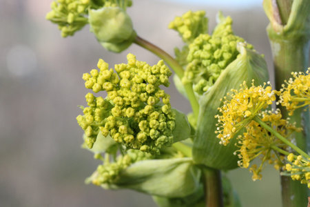 ferula linkii