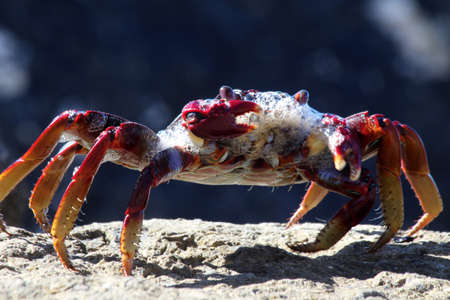 red rock crabの写真素材