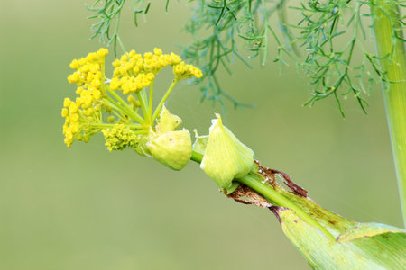 ferula linkiiの写真素材