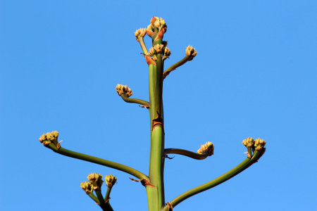 agave americana