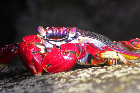 red rock crab