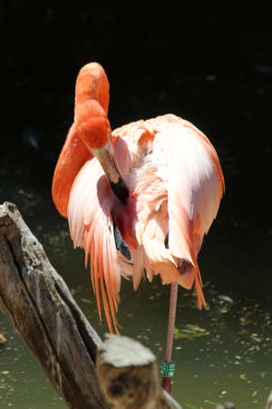 red flamingoの写真素材