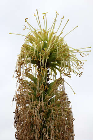 agave victoriae reginaeの写真素材