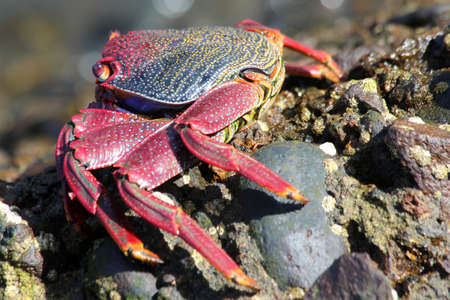 red rock crabの写真素材