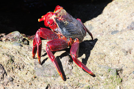 red rock crabの写真素材