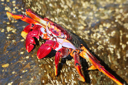 red rock crabの写真素材