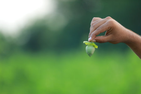 Hand holding a green seedling on blurred green background with copy spaceの写真素材