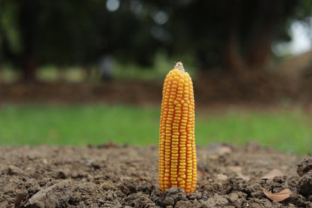 Fresh corn on the cob ready for harvest in the field, close upの写真素材