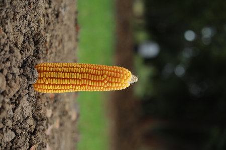 Corn on the tree in the garden. Selective focus and shallow depth of field.の写真素材