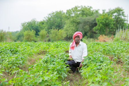 Indian farmer working on potato field at early morning in India, crop cropの写真素材