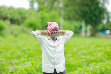Indian farmer showing cotton tree in cotton farm , happy farmer