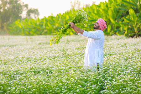Indian happy farmer harvesting coriander flowers, successful Farmingの写真素材