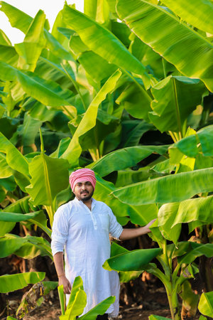 Smart and Young Indian Banana Farmer , Banana Farming, happy farmerの写真素材