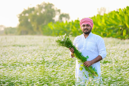 Indian happy farmer harvesting coriander flowers, successful Farmingの写真素材