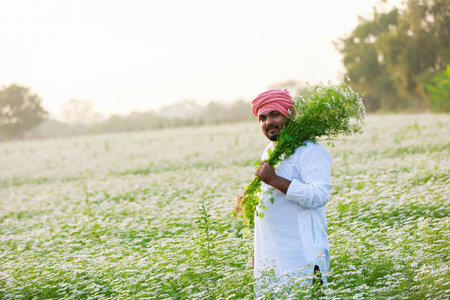 Indian happy farmer harvesting coriander flowers, successful Farmingの写真素材