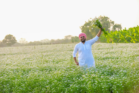 Indian happy farmer harvesting coriander flowers, successful Farmingの写真素材