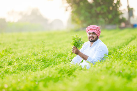Happy Indian Young farmer, enjoy Chickpea Farmingの写真素材