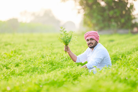 Happy Indian Young farmer, enjoy Chickpea Farmingの写真素材