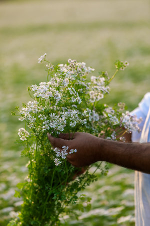 Indian happy farmer harvesting coriander flowers, successful Farmingの写真素材