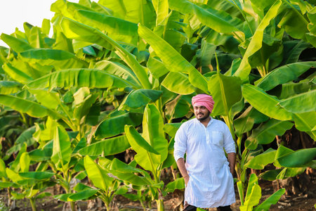 Smart and Young Indian Banana Farmer , Banana Farming, happy farmerの写真素材