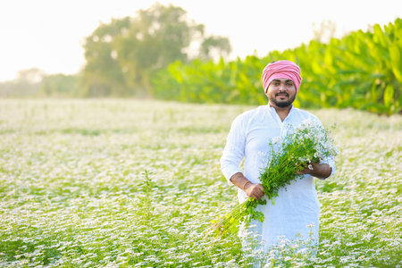 Indian happy farmer harvesting coriander flowers, successful Farmingの写真素材