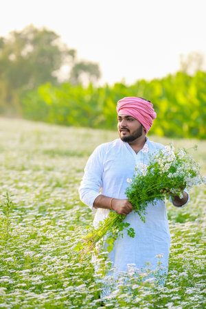 Indian happy farmer harvesting coriander flowers, successful Farmingの写真素材