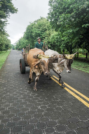 Vertical photo of a farmer from Ometepe Island driving an ox-drawn cartの写真素材