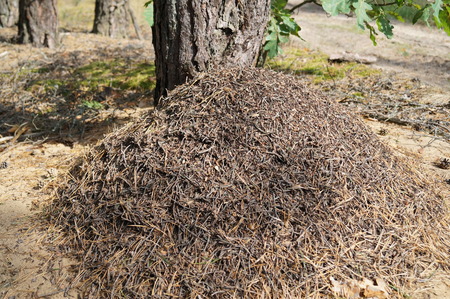 Big ant hill near a tree in the forestの写真素材