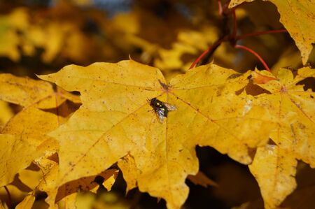fly sits on a bright yellow maple leavesの写真素材