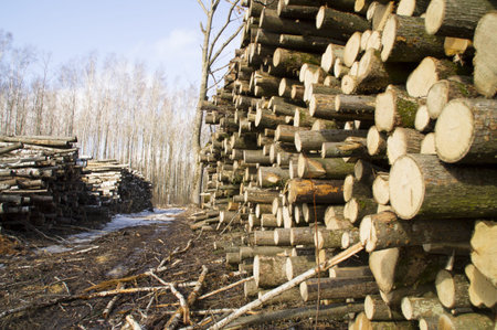 Warehousing of the cut trees on the fringe of the forest