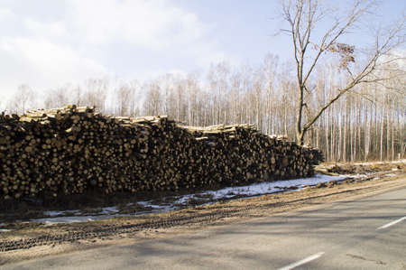 The big heap of the cut trees about roadの写真素材